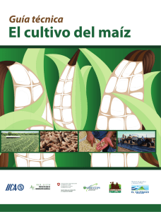 Guía técnica El cultivo del maíz. - Observatorio regional de las