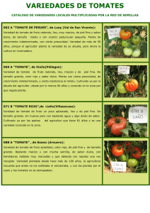 Variedades de Tomate - Red de Semillas de Cantabria