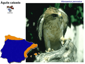 Águila calzada Hieraaetus pennatus