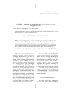 Morfología y anatomía del gametofito de Didymochlaena truncatula