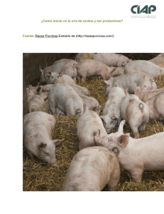 ¿Cómo iniciar en la cría de cerdos y ser productivos? Fuente: Razas