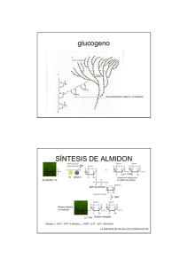 glucogeno SÍNTESIS DE ALMIDON