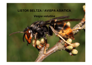 LISTOR BELTZA / AVISPA ASIATICA Vespa velutina