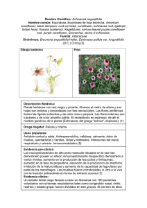 Echinacea angustifolia