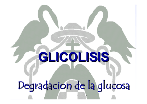 T 28-glicolisis