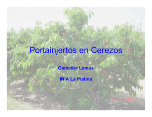 Portainjertos en Cerezos