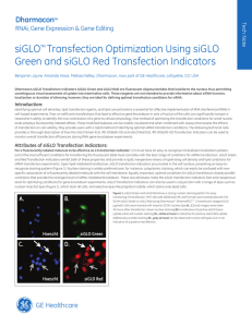 Transfection Optimization with siGLO Green and