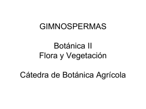 2 Subdivisión Gimnospermas