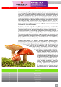 El término latín Fungi significa hongos, y hace referencia