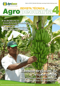 Banano orgánico de exportación