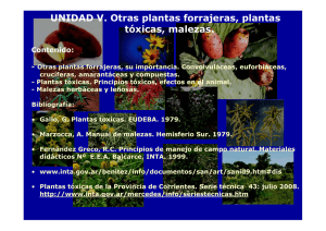 UNIDAD V Otras plantas forrajeras_plantas toxicas_malezas