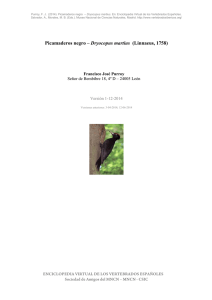 Picamaderos negro – Dryocopus martius (Linnaeus, 1758)