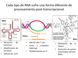 Procesamiento post-transcripcional del RNA