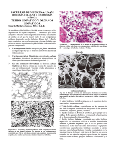 Tejido y Órganos Linfoides - Departamento de Biología Celular y