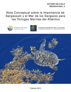 Nota Conceptual sobre la Importancia de Sargassum y el Mar de los