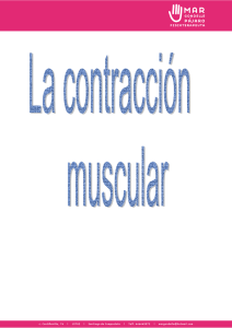 contracción muscular - Clinica de Fisioterapia en Santiago de