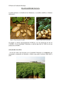 Boletín nº 48. Plantación de patata. (02.01.2013) (PDF 2,52 MB.)