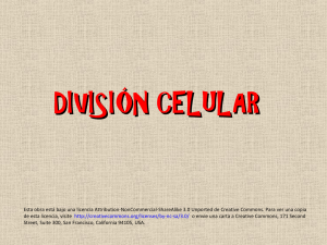 división celular