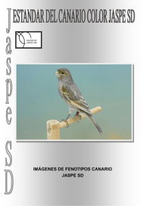 imágenes de fenotipos canario jaspe sd