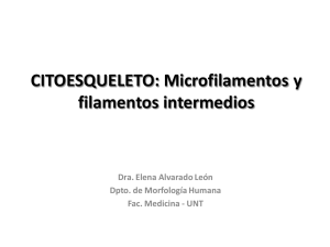 CITOESQUELETO: Microfilamentos y filamentos intermedios