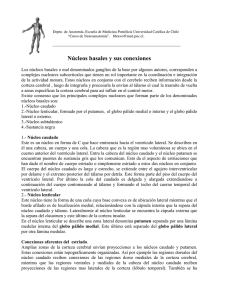 11. Los Nucleos Basales y sus Conexiones.