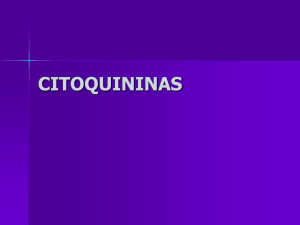 citoquininas - REGULADORES DE CRECIMIENTO