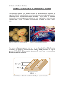 Boletín nº 49. Sistemas y marcos de plantación en patata.