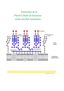 Estructura de la Pared Celular de bacterias ácido-alcohol
