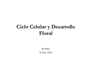 Ciclo Celular y Desarrollo Floral