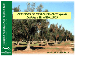 Acciones de vigilancia ante la Xylella fastidiosa en Andalucía