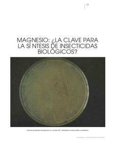 magnesio: ¿la clave para la sí ntesis de insecticidas biológicos?