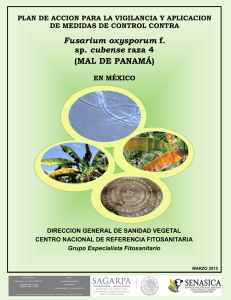 Fusarium oxysporum f. sp. cubense raza 4