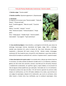 Ficha de Plantas Medicinales Autóctonas: Cola de caballo