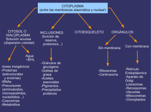 CITOPLASMA (entre las membranas plasmática y nuclear