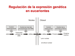 Regulación de la expresión genética en eucariontes