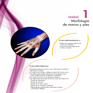 1. Morfología de manos y pies