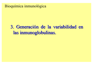 3. Generación de la variabilidad en las inmunoglobulinas.