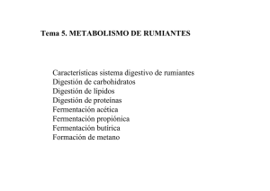 Tema 5. METABOLISMO DE RUMIANTES Características sistema