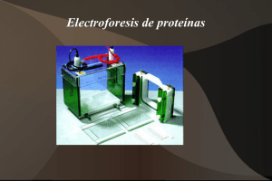 Electroforesis de proteínas