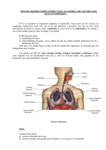 Aparato_respiratorio - IHMC Public Cmaps (3)