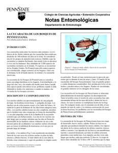 PDF En Español la Cucarachas de los Bosques de Pennsylvania