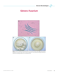 Género Fusarium