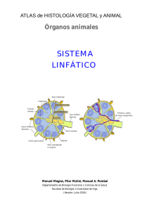 sistema linfático - Atlas de Histología Vegetal y Animal