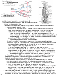 sentido visceral - Anatomia y Embriologia