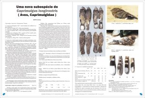 Uma nova espécie de Caprimulgus longirostris (Aves, Caprimulgidae)