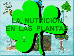 la nutrición de las plantas - ies "poeta claudio rodríguez"