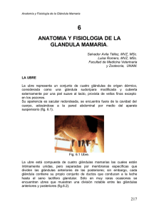anatomia y fisiologia de la glandula mamaria.