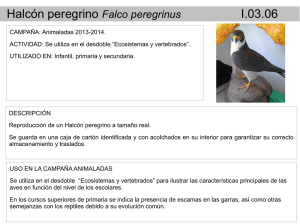 Reproducción a tamaño real de halcón