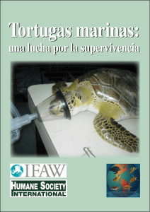 Tortugas marinas: una lucha por la supervivencia ()