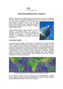 Informe Tortugas en el anzuelo - Ministerio de Agricultura